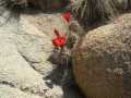 Joshua Tree NP